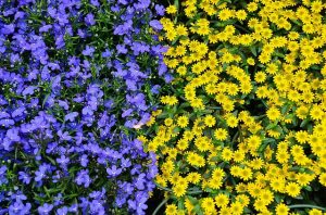 Blumen aus Debrecen